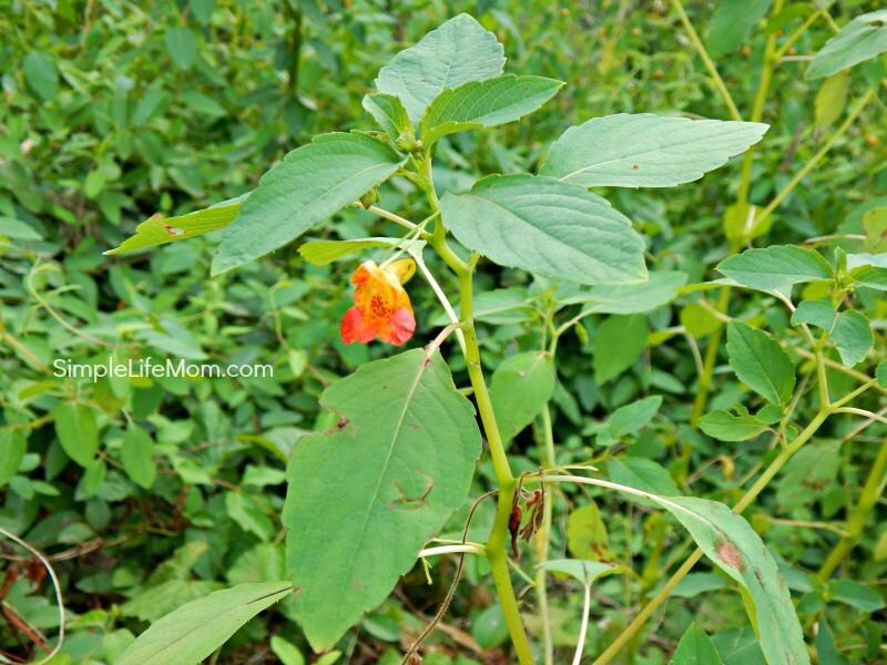 POISON IVY SOAP with Jewelweed - Itch Relief, all natural, Handmade, natural herbal remedy with essential oils